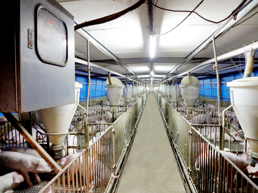 用于養殖場污水處理的新工藝，預計可降低28%運營成本
