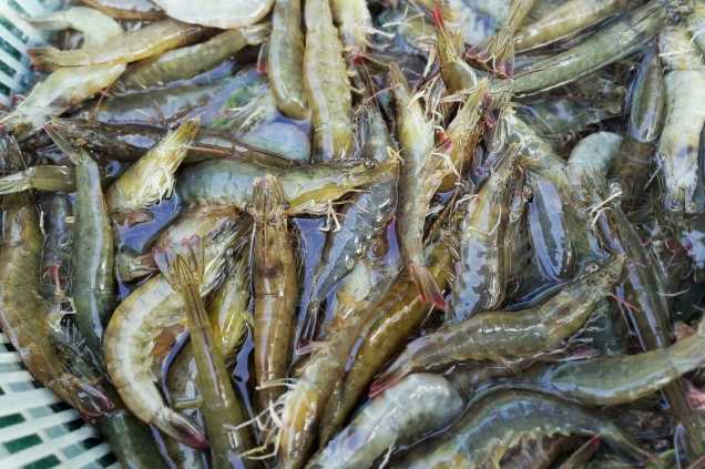 養蝦廢水怎么處理效果好？解決方案！-1